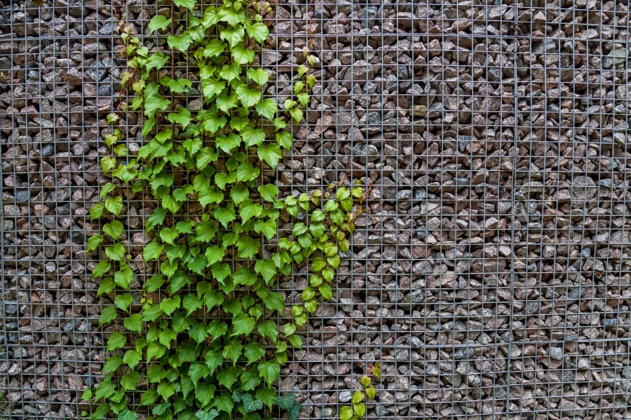 Quelles plantes privilégier pour un mur végétal extérieur ensoleillé ?